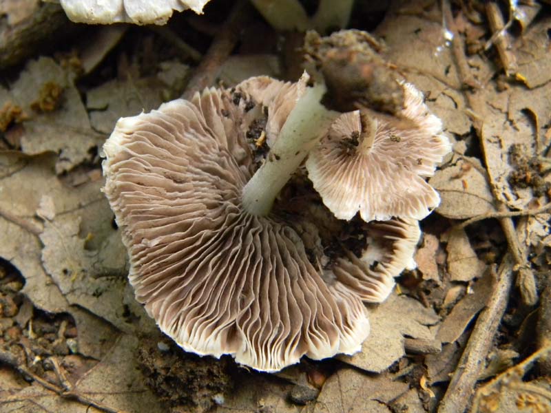 Speriamo che piova ritrov.del 31.05.2011.bosco di Quercia