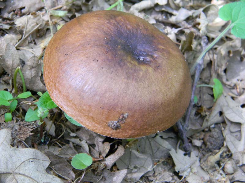 Speriamo che piova ritrov.del 31.05.2011.bosco di Quercia