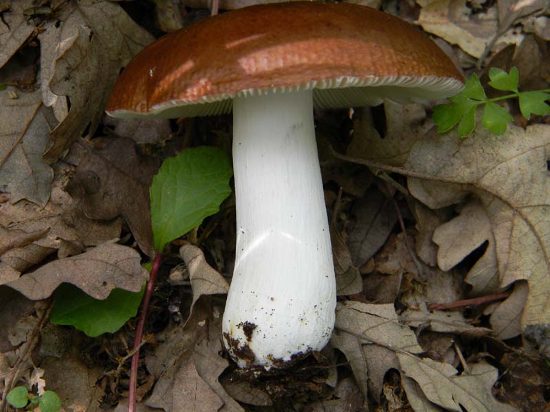 Speriamo che piova ritrov.del 31.05.2011.bosco di Quercia