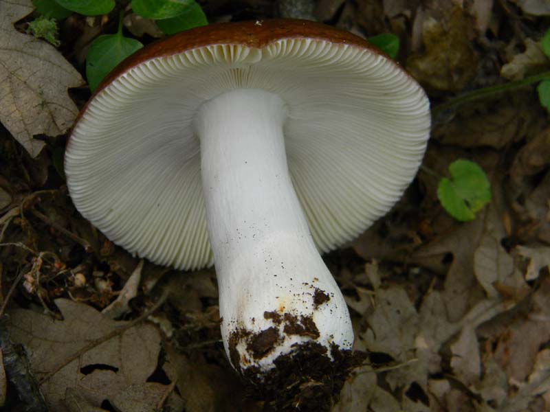 Speriamo che piova ritrov.del 31.05.2011.bosco di Quercia