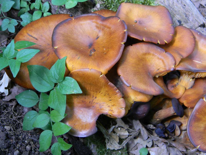 Altri ritrov.del 31.05.2011.bosco di Quercia