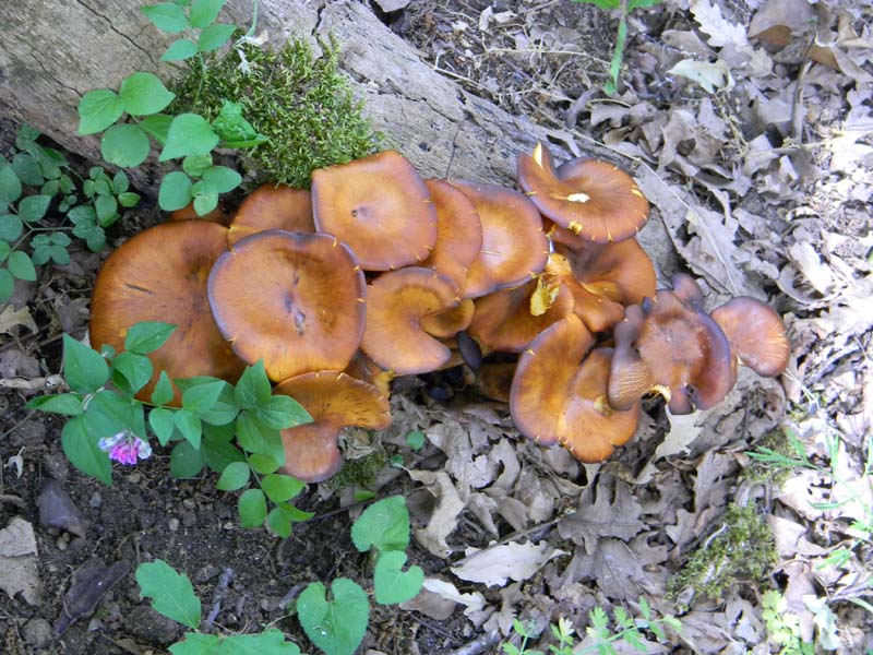 Altri ritrov.del 31.05.2011.bosco di Quercia