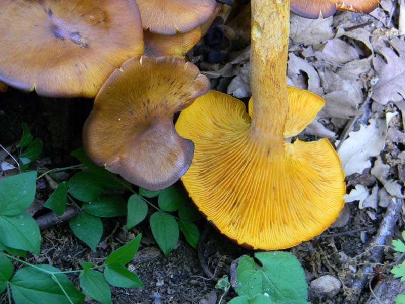 Altri ritrov.del 31.05.2011.bosco di Quercia