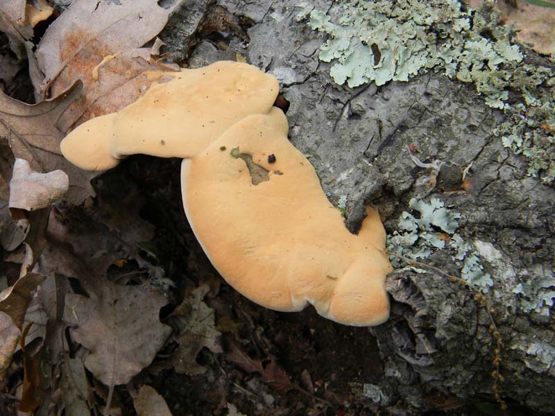 Altri ritrov.del 31.05.2011.bosco di Quercia