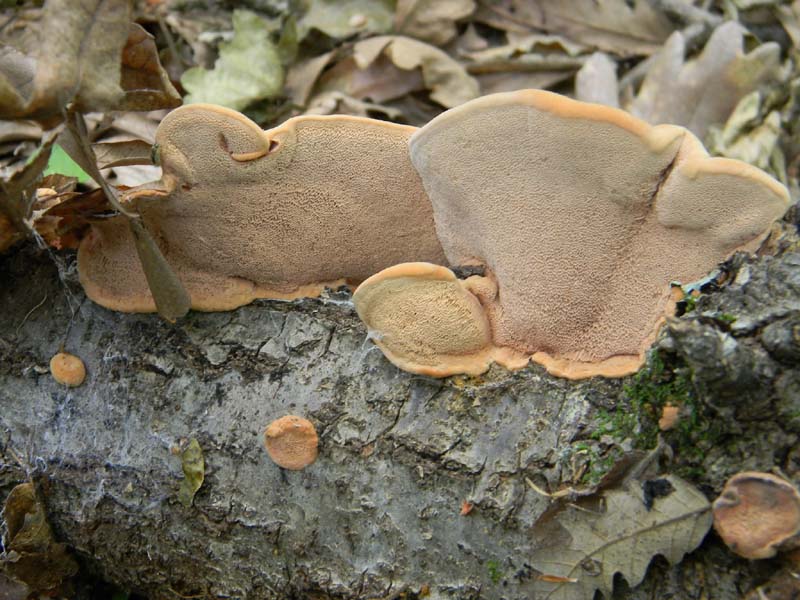 Altri ritrov.del 31.05.2011.bosco di Quercia