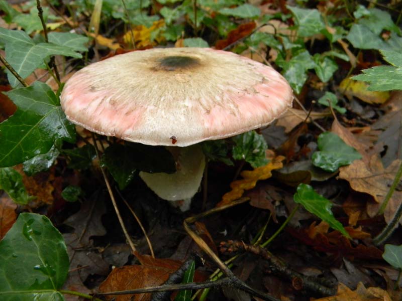 Agaricus fotog. il 16.11.2010.sotto pioggia