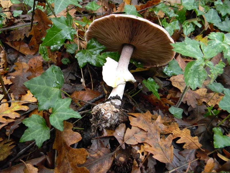 Agaricus fotog. il 16.11.2010.sotto pioggia