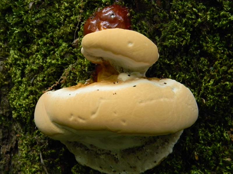 Altri ritrov.del 31.05.2011.bosco di Quercia