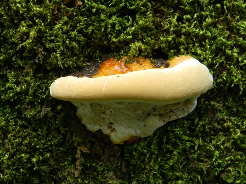 Altri ritrov.del 31.05.2011.bosco di Quercia