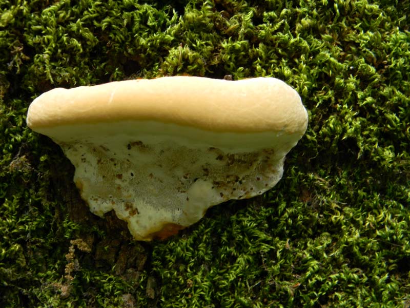 Altri ritrov.del 31.05.2011.bosco di Quercia