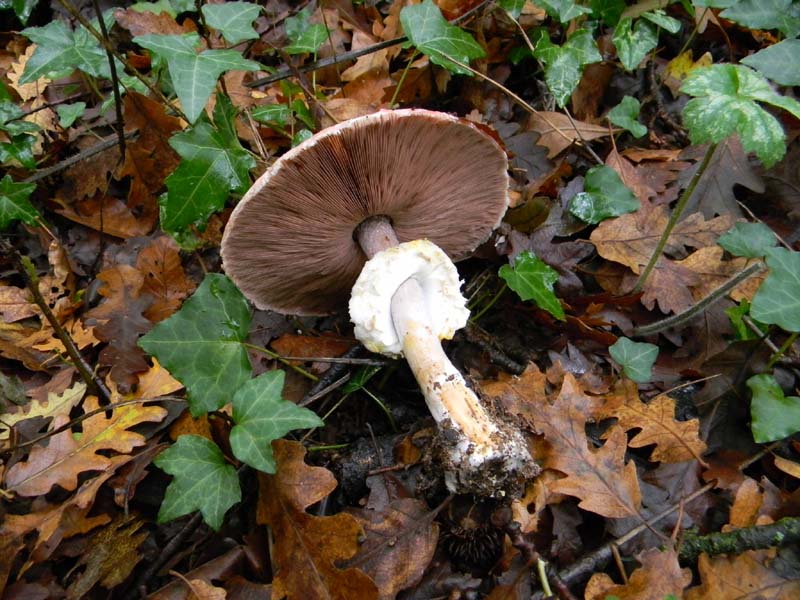 Agaricus fotog. il 16.11.2010.sotto pioggia