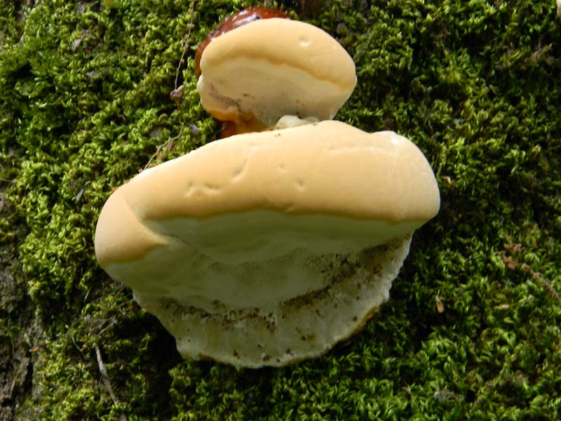 Altri ritrov.del 31.05.2011.bosco di Quercia