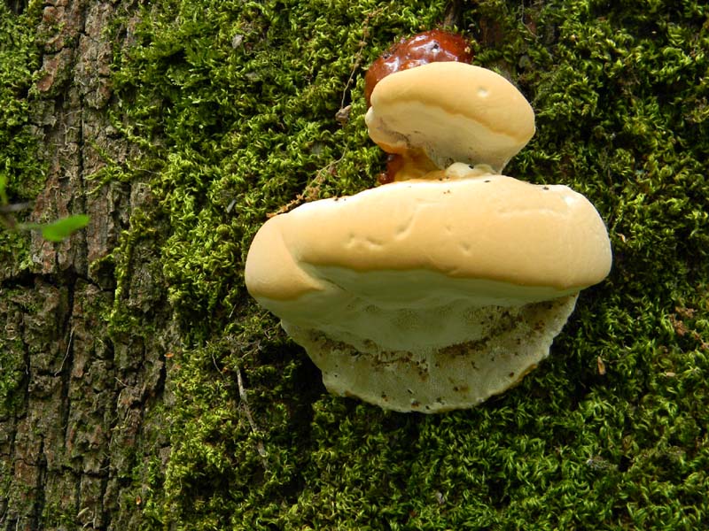 Altri ritrov.del 31.05.2011.bosco di Quercia