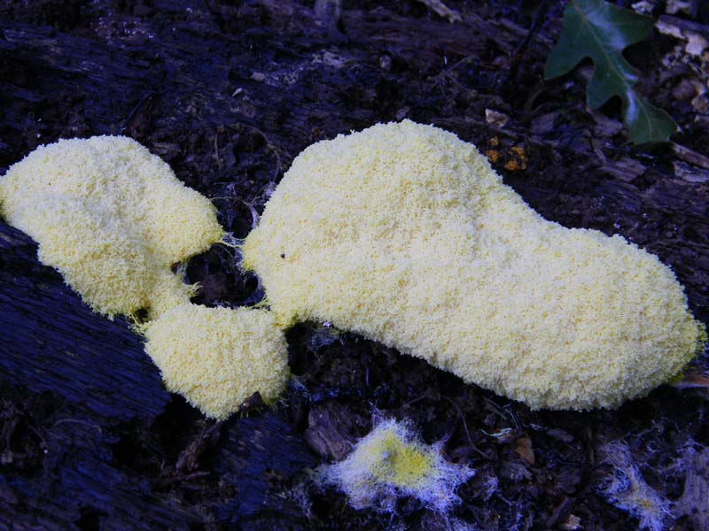 1Gruppo di ritrovamenti del 3.06.2011.sotto Quercia