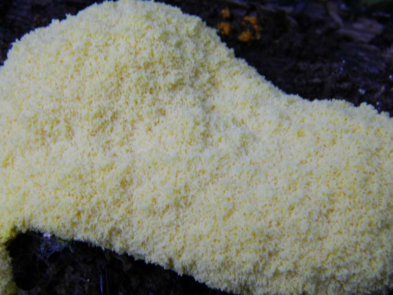 1Gruppo di ritrovamenti del 3.06.2011.sotto Quercia