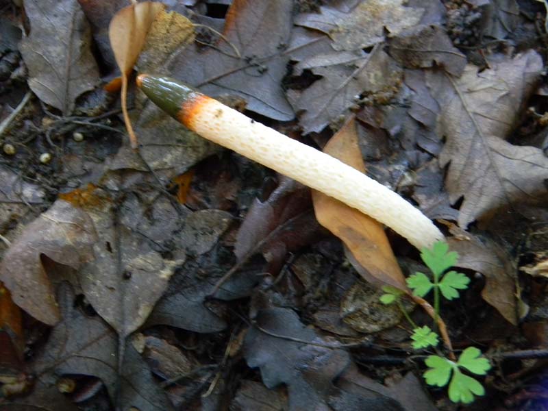 1Gruppo di ritrovamenti del 3.06.2011.sotto Quercia