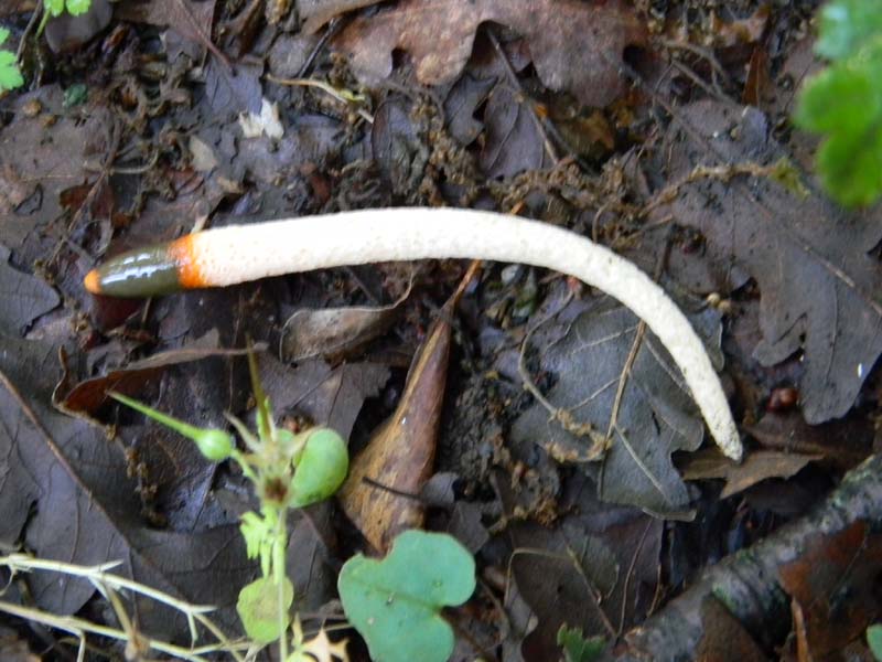 1Gruppo di ritrovamenti del 3.06.2011.sotto Quercia