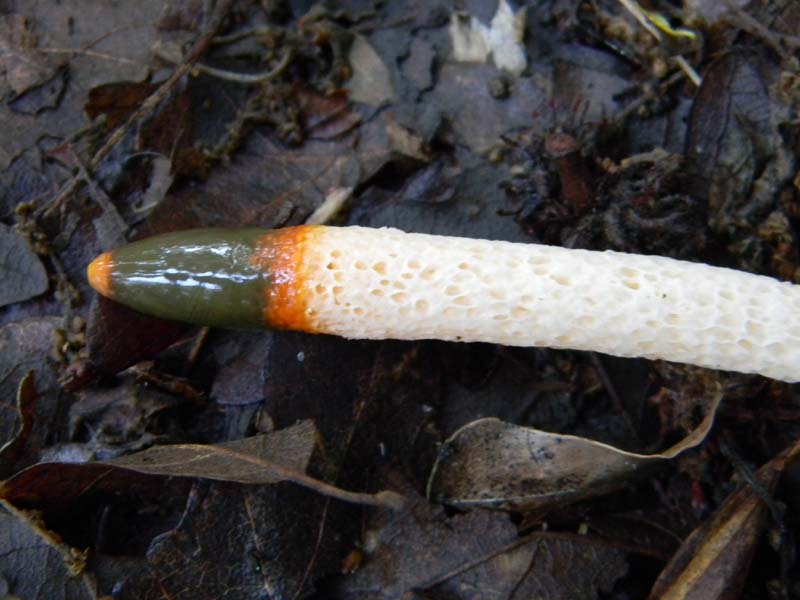 1Gruppo di ritrovamenti del 3.06.2011.sotto Quercia