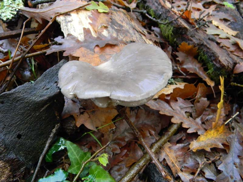 Ritrovamenti del 19.11.2010