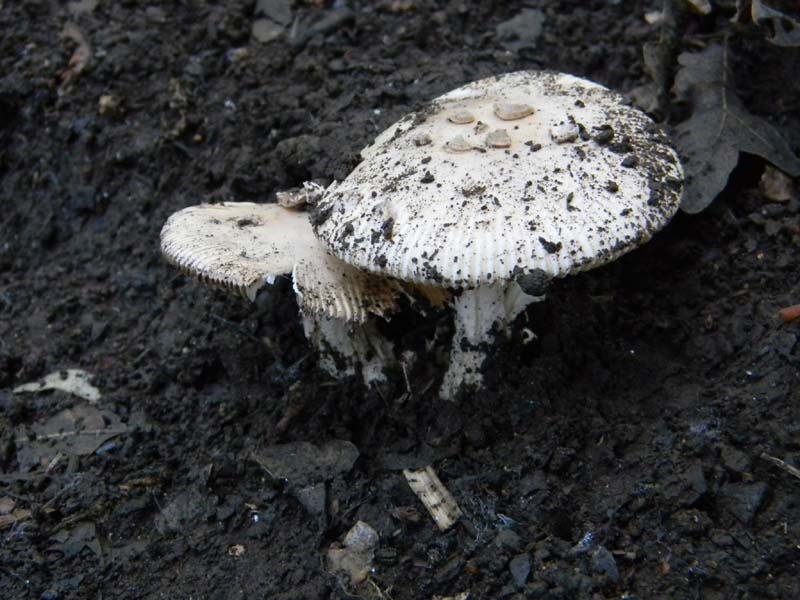 1Gruppo di ritrovamenti del 3.06.2011.sotto Quercia