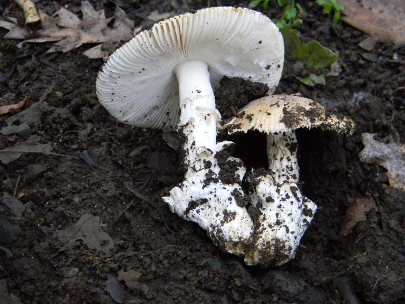 1Gruppo di ritrovamenti del 3.06.2011.sotto Quercia