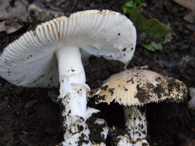 1Gruppo di ritrovamenti del 3.06.2011.sotto Quercia