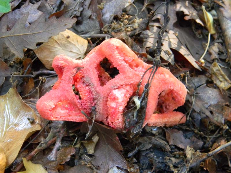 1Gruppo di ritrovamenti del 3.06.2011.sotto Quercia