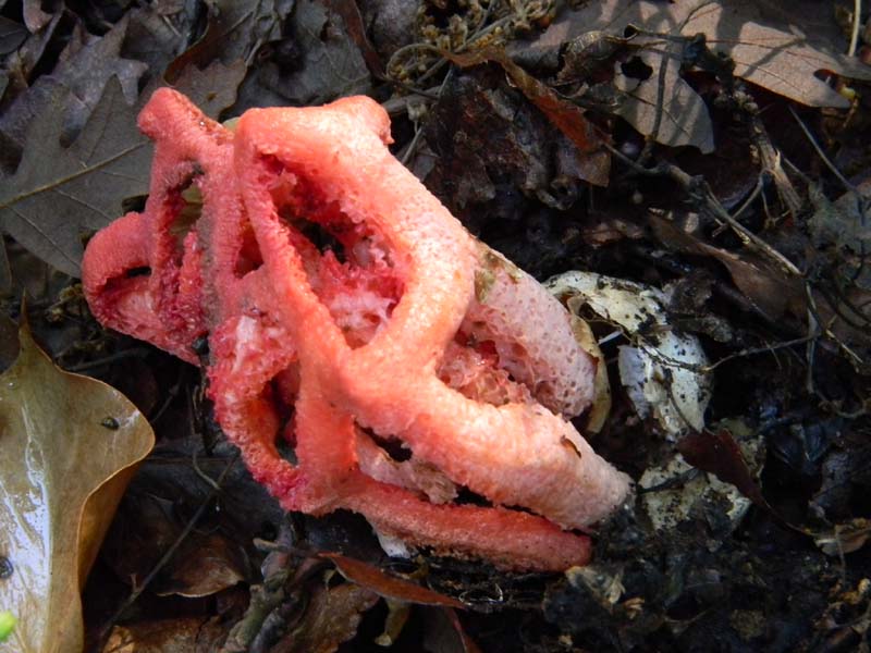 1Gruppo di ritrovamenti del 3.06.2011.sotto Quercia