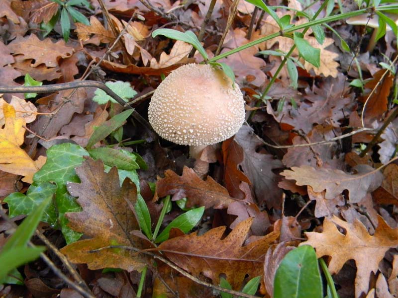 Ritrovamenti del 19.11.2010