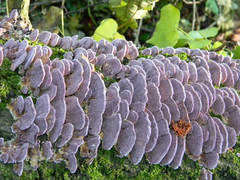 1Gruppo di ritrovamenti del 3.06.2011.sotto Quercia