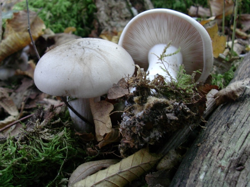Vecchi ritrovamenti di Ottobre sotto Faggio e Castagno