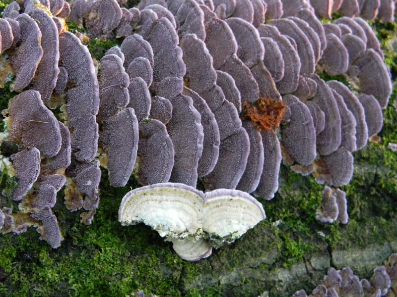 1Gruppo di ritrovamenti del 3.06.2011.sotto Quercia