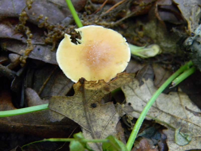 1Gruppo di ritrovamenti del 3.06.2011.sotto Quercia