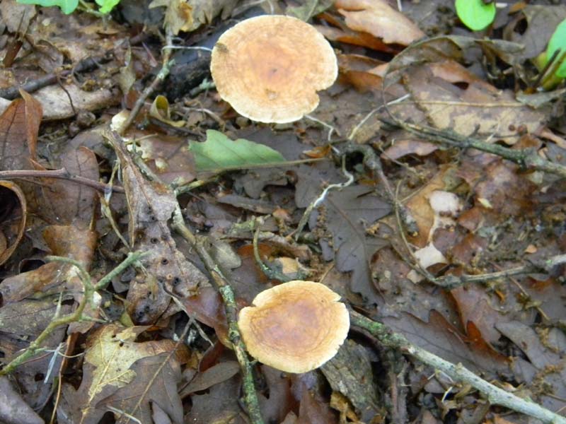 3gruppo di ritrovamenti del 3.06.2011.sotto Quercia