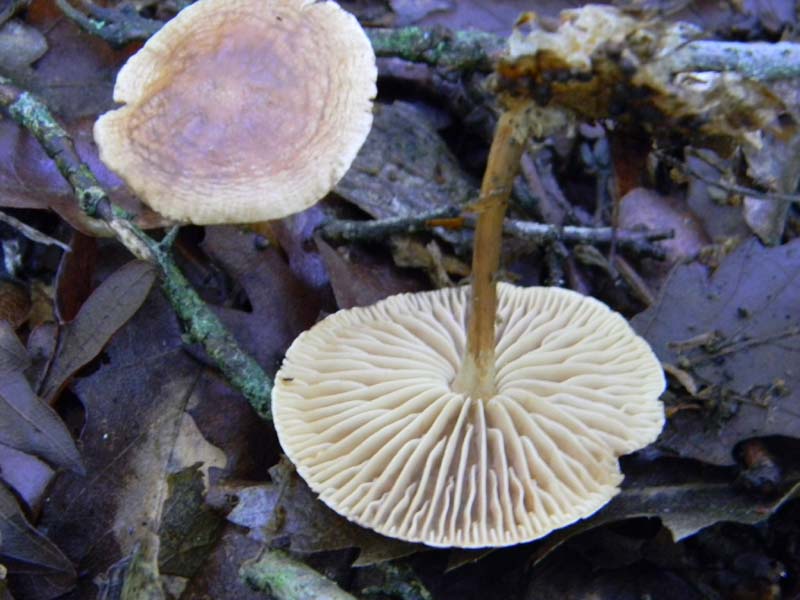 3gruppo di ritrovamenti del 3.06.2011.sotto Quercia
