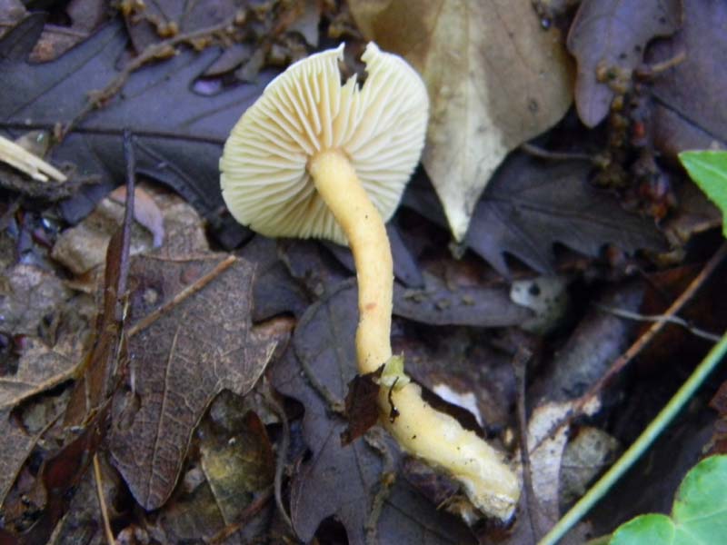 1Gruppo di ritrovamenti del 3.06.2011.sotto Quercia