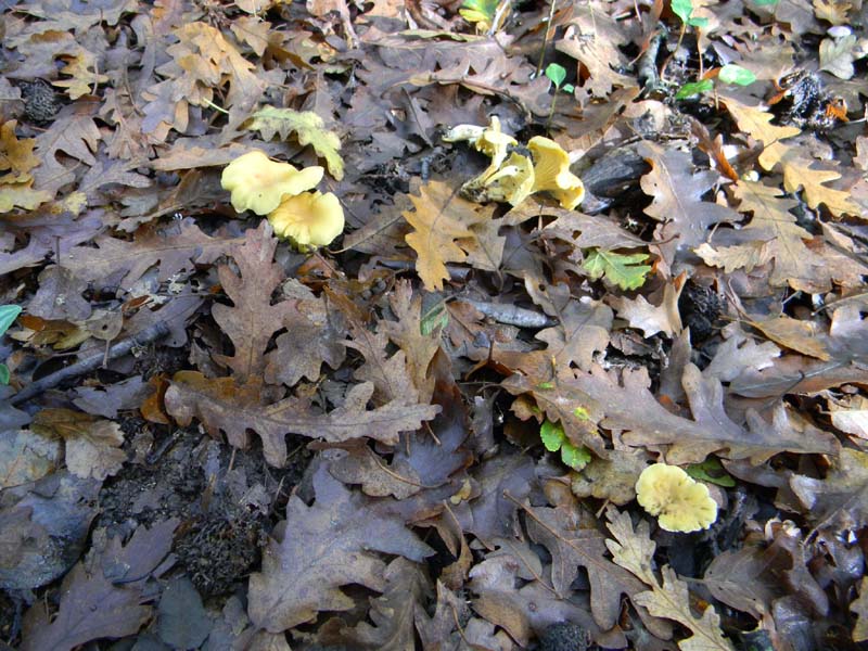 Ritrovamenti del 19.11.2010
