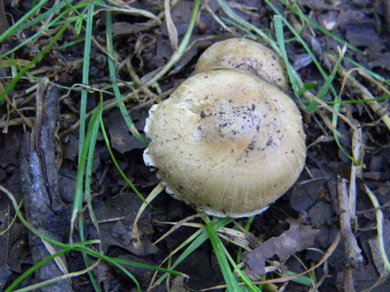 2gruppo fotografato il 3.06.2011.sotto Quercia