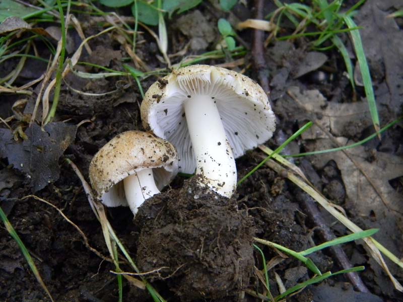 2gruppo fotografato il 3.06.2011.sotto Quercia