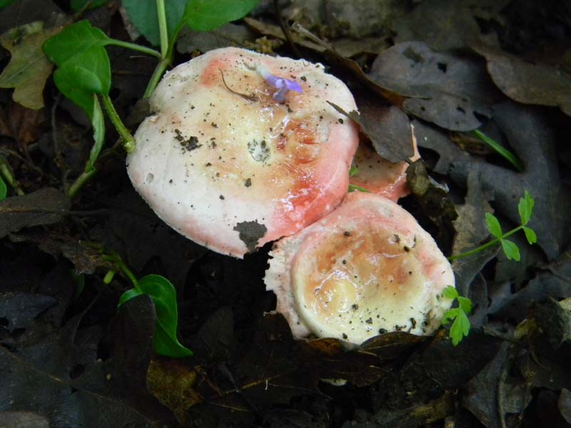 2gruppo fotografato il 3.06.2011.sotto Quercia