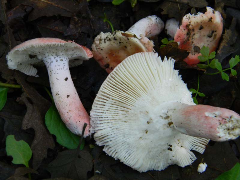 2gruppo fotografato il 3.06.2011.sotto Quercia