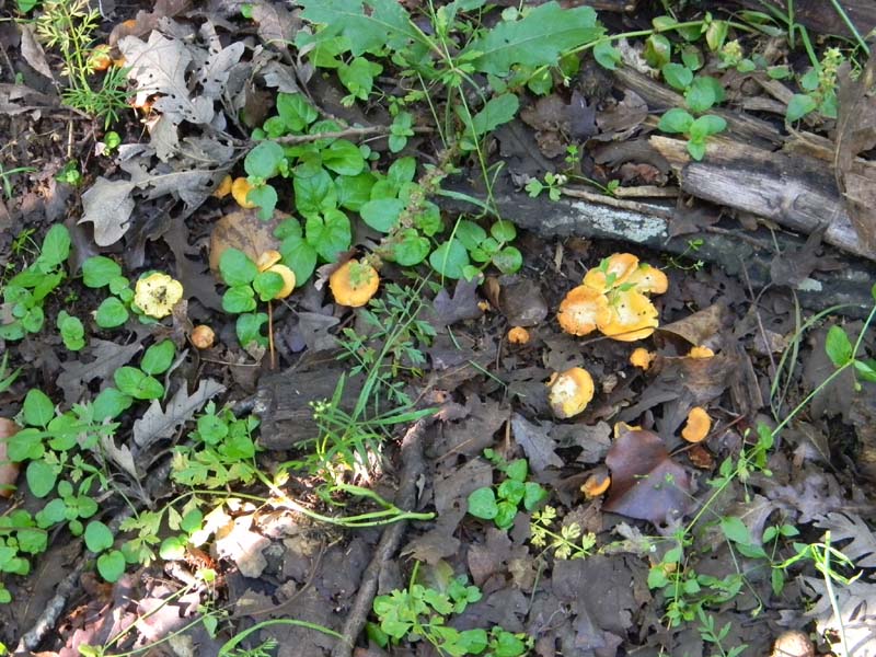 2gruppo fotografato il 3.06.2011.sotto Quercia