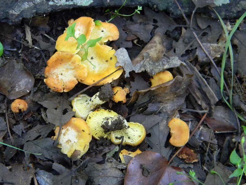 2gruppo fotografato il 3.06.2011.sotto Quercia