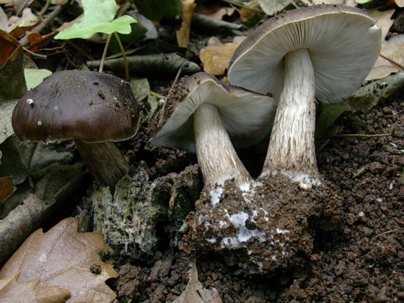 Vecchi ritrovamenti di NOVEMBRE sotto Quercia