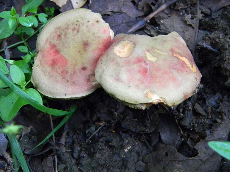 2gruppo fotografato il 3.06.2011.sotto Quercia
