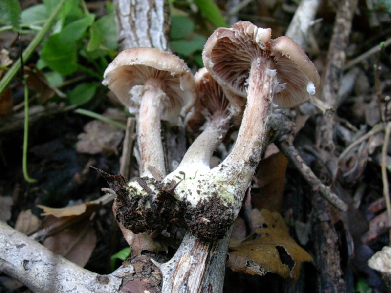 Vecchi ritrovamenti di NOVEMBRE sotto Quercia