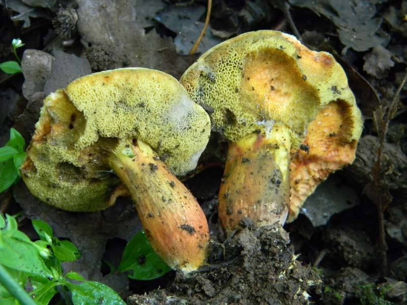 2gruppo fotografato il 3.06.2011.sotto Quercia