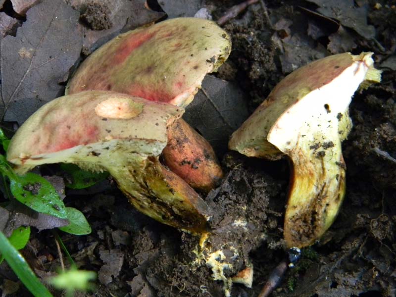 2gruppo fotografato il 3.06.2011.sotto Quercia