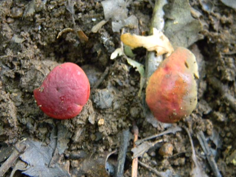 3gruppo di ritrovamenti del 3.06.2011.sotto Quercia