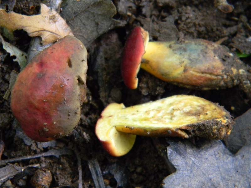 3gruppo di ritrovamenti del 3.06.2011.sotto Quercia